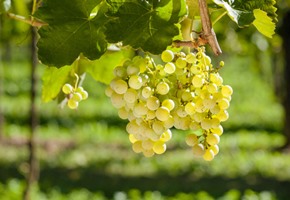 The Prosecco Wine Road