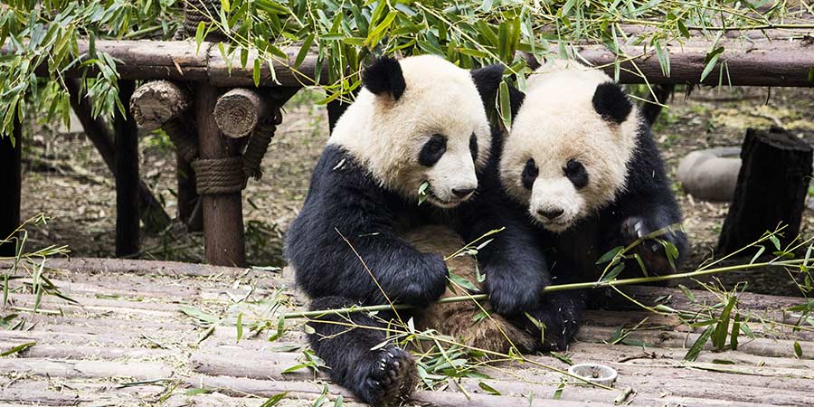 Viewing giant panda cubs in Chengdu